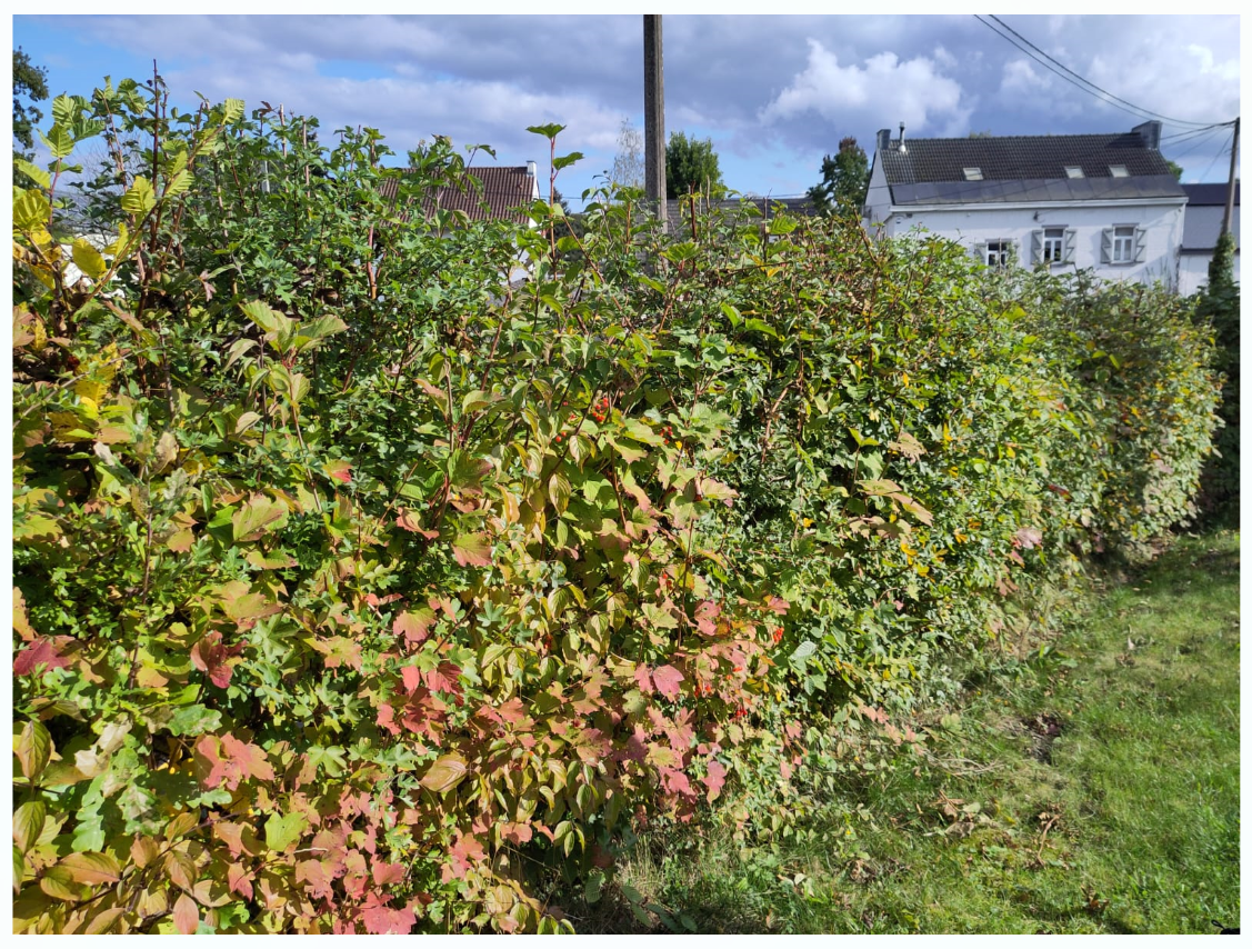 érable champêtre (Acer campestre), cornouiller sanguin (Cornus sanguinea), viorne obier (Viburnum opulus) et aubépine à un style (Crataegus monogyna). Crédit : Michel Fautsch.